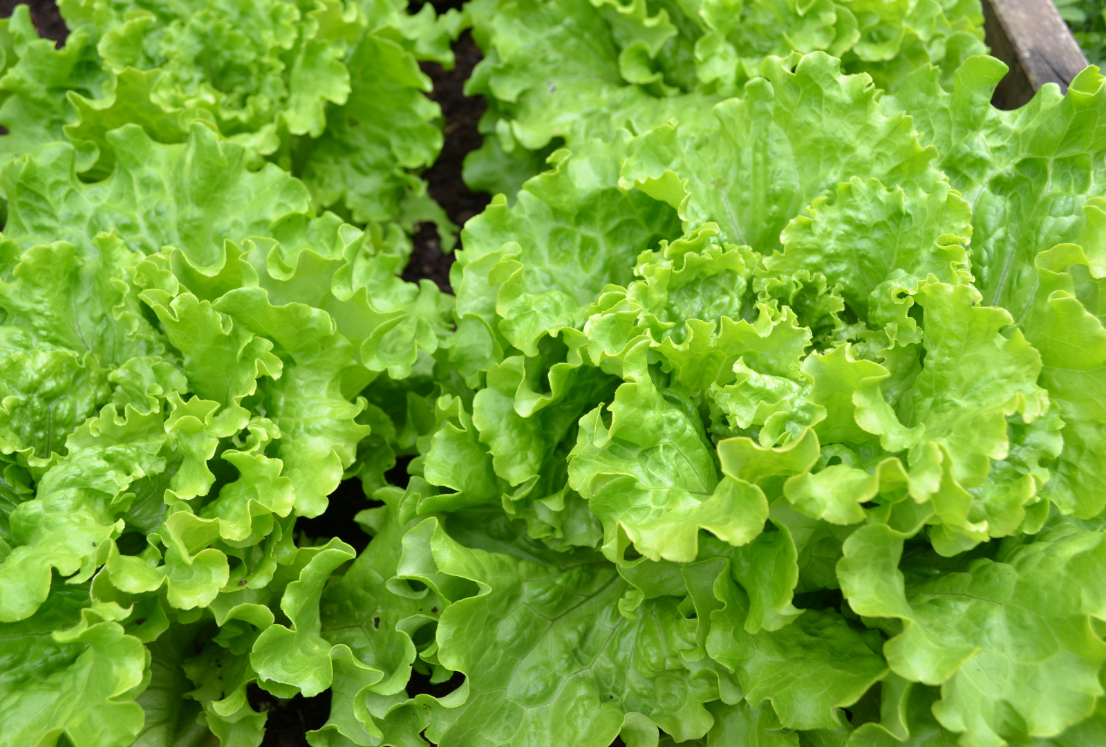 FreshBox Market Otomatı ve Taze Ürünler